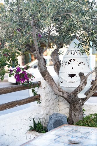 Whitewashed courtyard under the olive tree at Acropolis Taverna, Faliraki